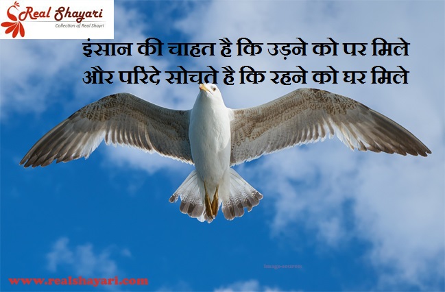 shayari