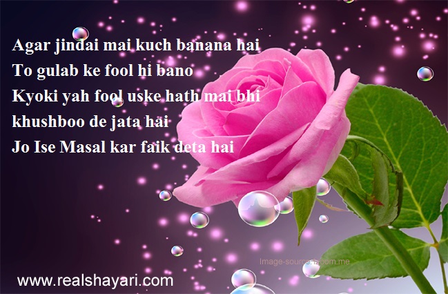 rose day shayari